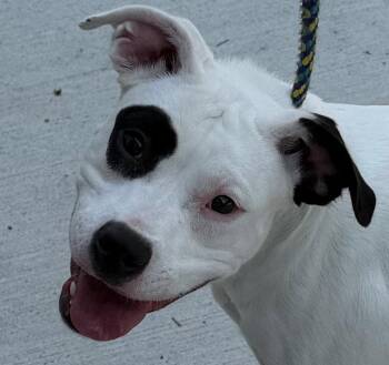 26-266 Bianca -  Pit Bull Terrier Dog for Adoption in Tarboro, North Carolina - 26-266 Bianca | PetCurious