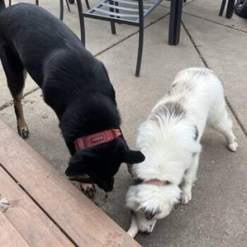 Mixed Breed Dogs Available for Adoption in Buffalo, Minnesota - Rigsby | PetCurious