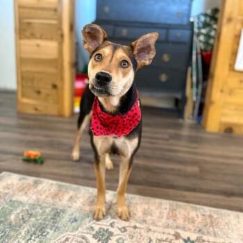 German Shepherd Dog and Labrador Retriever Dogs Available for Adoption - River Skye Has The Best Teefers | PetCurious