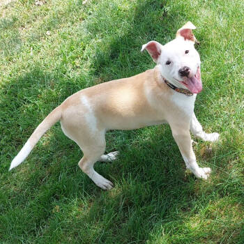 Rescue Pit Bull Terrier Dogs for Adoption in Wildomar, California - Rhea (Iowa) | PetCurious