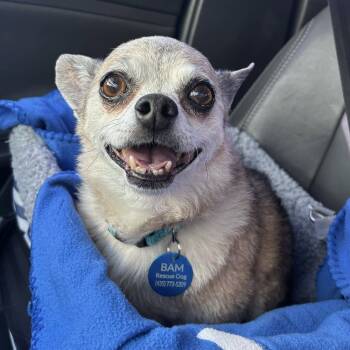Rescue Chihuahua Dogs for Adoption in Hurricane, Utah - Bailey | PetCurious