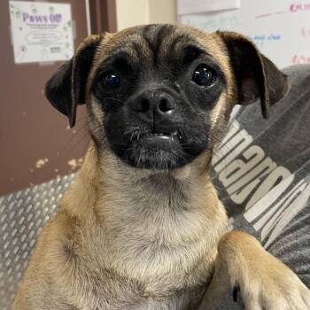 Hail -  Terrier and Mixed Breed Dog for Adoption in San Antonio, Texas - Hail | PetCurious