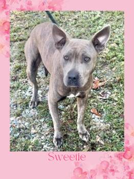 Rescue Mixed Breed Dogs for Adoption in Elizabethtown, North Carolina - Sweetie | PetCurious
