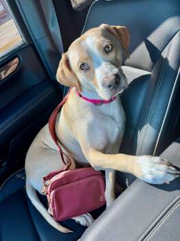 Retriever and Mixed Breed Dogs Available for Adoption in Clinton, Wisconsin - Shelby | PetCurious