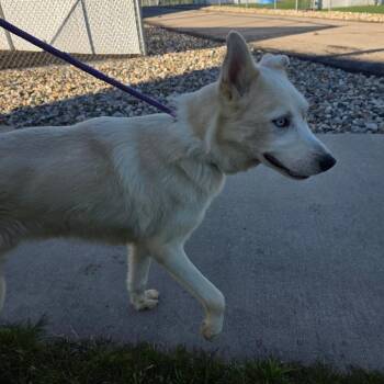 Shepherd and Husky Dogs Available for Adoption in Bristol, Indiana - Avalanche | PetCurious