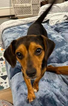 Dapper -  Beagle Dog for Adoption in Dunnellon, Florida - Dapper | PetCurious