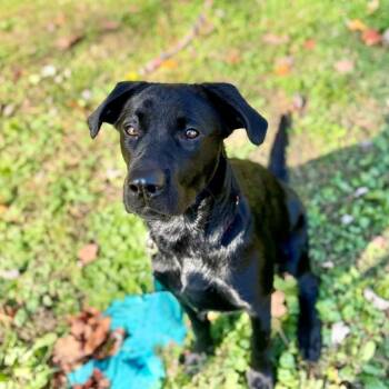 Rescue Mixed Breed Dogs for Adoption in Rensselaer, New York - Baylee | PetCurious