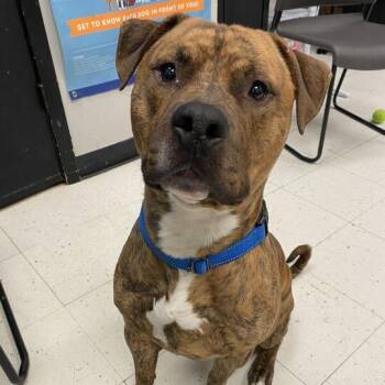 Mixed Breed Dogs Available for Adoption in Davenport, Iowa - Tyson | PetCurious