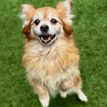 Pomeranian Dogs Available for Adoption in Matteson, Illinois - Joy | PetCurious