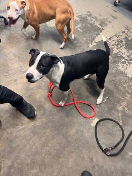 American Staffordshire Terrier and Mixed Breed Dogs Available for Adoption - PORGIE | PetCurious