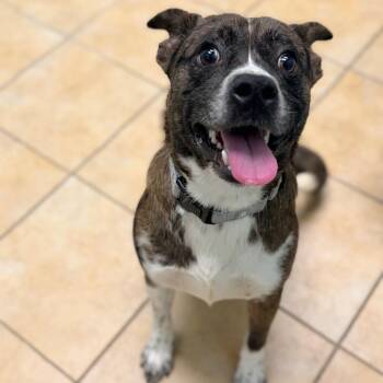 Monkey -  Australian Cattle Dog Blue Heeler and Catahoula Leopard Dog Dog for Adoption in Columbus, Georgia - Monkey | PetCurious