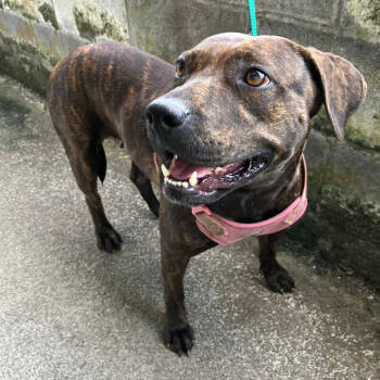 Rescue Mixed Breed Dogs for Adoption in Volcano, Hawaii - 'Ohia | PetCurious