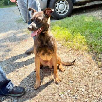 Memphis -  Shepherd and Mixed Breed Dog for Adoption in Washington, District Of Columbia - Memphis | PetCurious