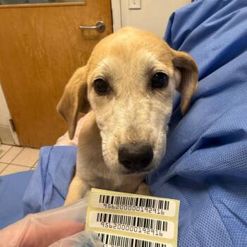 Isabelline -  Mixed Breed Dog for Adoption in Charleston, West Virginia - Isabelline | PetCurious