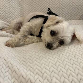 Codey -  Maltese and Poodle Dog for Adoption in Alafaya, Florida - Codey | PetCurious