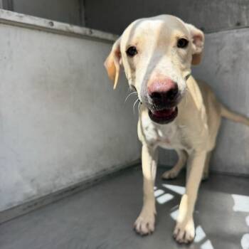 Daffy -  Shepherd and Labrador Retriever Dog for Adoption in Edinburg, Texas - Daffy | PetCurious
