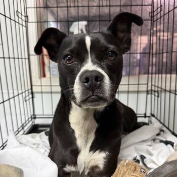 Isabella -  Terrier Dog for Adoption in Columbia, South Carolina - Isabella | PetCurious