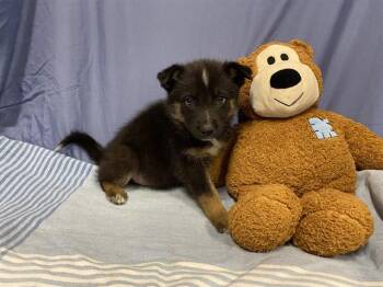 Australian Shepherd and Mixed Breed Dogs Available for Adoption - A608729 | PetCurious