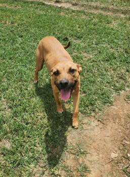 Gina -  Black Mouth Cur and Mixed Breed Dog for Adoption in Fayetteville, Tennessee - Gina | PetCurious