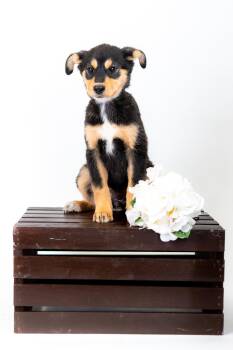 German Shepherd Dog Dogs Available for Adoption in Brighton, Colorado - 342-26 | PetCurious