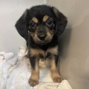 Rascal -  Wirehaired Terrier and Mixed Breed Dog for Adoption in Saint Charles, Missouri - Rascal | PetCurious