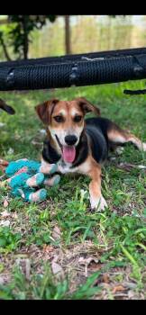 Scout -  Shepherd and Beagle Dog for Adoption in VERNON ROCKVL, Connecticut - Scout | PetCurious