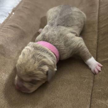 Labrador Retriever and Chow Chow Dogs Available for Adoption - 906F (2026) Lyra | PetCurious