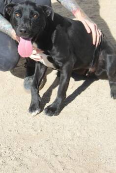 Rescue Black Labrador Retriever Dogs for Adoption in Yucca Valley, California - Bellmont | PetCurious