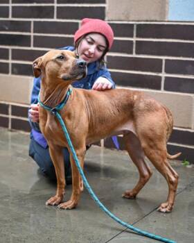 Mixed Breed Dogs Available for Adoption in Chamblee, Georgia - Osa | PetCurious