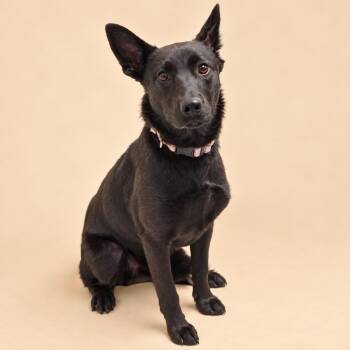 Raven -  Shepherd and Mixed Breed Dog for Adoption in Concord, North Carolina - Raven | PetCurious