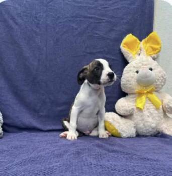 Spot -  American Staffordshire Terrier Dog for Adoption in Spring, Texas - Spot | PetCurious