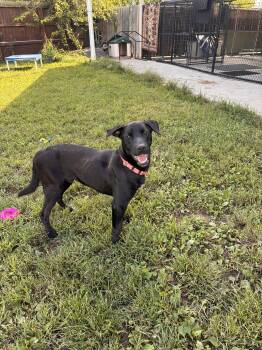 Gambit -  Great Dane Dog for Adoption in Monroe, Ohio - Gambit | PetCurious