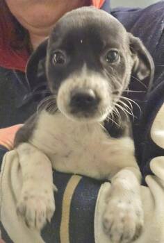 Labrador Retriever Dogs Available for Adoption - Dashuri | PetCurious