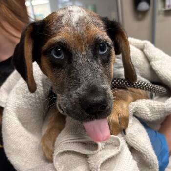 Basset Hound and Border Collie Dogs Available for Adoption - Hacy | PetCurious