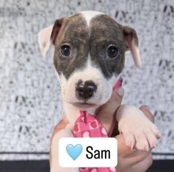 Rat Terrier Dogs Available for Adoption - Sam | PetCurious
