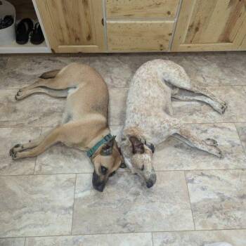 Zilly -  Cattle Dog and Labrador Retriever Dog for Adoption in Leesburg, Alabama - Zilly | PetCurious