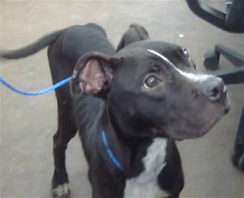 Rescue Mixed Breed Dogs for Adoption in Dallas, Texas - BIGGIE | PetCurious