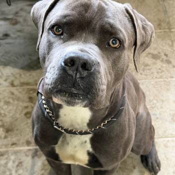 Chipp -  Mastiff Dog for Adoption in Valparaiso, Indiana - Chipp | PetCurious