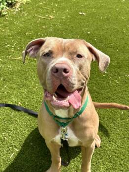 Mixed Breed Dogs Available for Adoption in Alexandria, Virginia - Peace | PetCurious