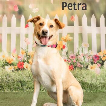Petra -  American Foxhound Dog for Adoption in Oak Ridge, Tennessee - Petra | PetCurious