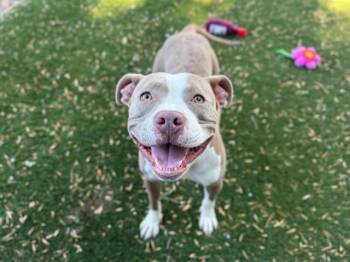 KATNISS -  Pit Bull Terrier Dog for Adoption in Antioch, California - KATNISS | PetCurious
