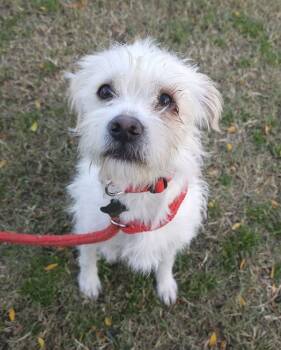 Rescue Border Terrier and Mixed Breed Dogs for Adoption in Kennewick, Washington - Buddy | PetCurious