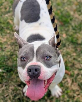 Pit Bull Terrier and Mixed Breed Dogs Available for Adoption - DR.PEPPER | PetCurious