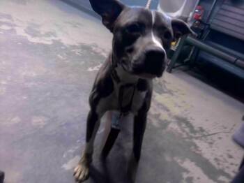 American Staffordshire Terrier and Mixed Breed Dogs Available for Adoption - OBI | PetCurious