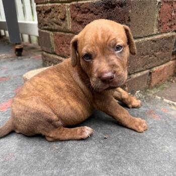 Twix -  Retriever and Terrier Dog for Adoption in Waxhaw, North Carolina - Twix | PetCurious
