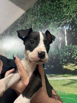 Great Dane and Pit Bull Terrier Dogs Available for Adoption - CAROL | PetCurious