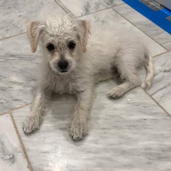 Cotton Candy -  Poodle Dog for Adoption in Escondido, California - Cotton Candy | PetCurious