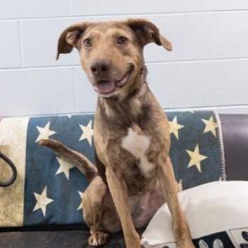 Gelato -  Mixed Breed Dog for Adoption in Springboro, Ohio - Gelato | PetCurious