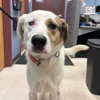 Lady -  Australian Shepherd and Mixed Breed Dog for Adoption in Saint Joseph, Missouri - Lady | PetCurious