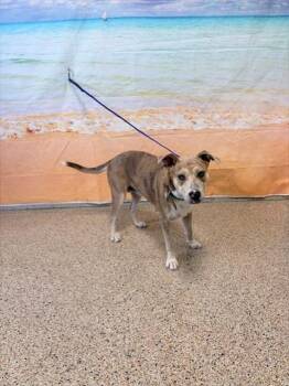 TARA -  Terrier Dog for Adoption in Doral, Florida - TARA | PetCurious